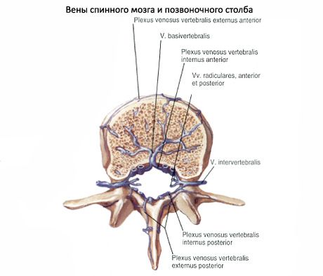 Спинний мозок