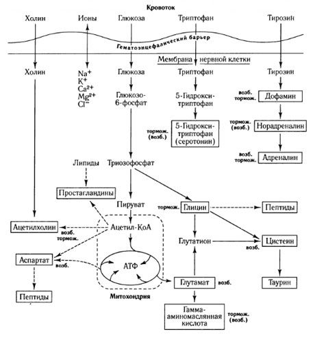 Шляхи обміну медіаторів та роль гематоенцефалічного бар'єру в обміні речовин (по: Шеперд, 1987)