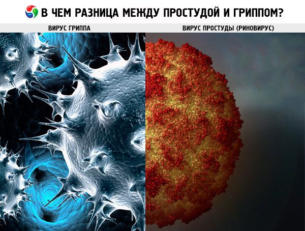 Простуда вирус грипп. Вирус простуды. Вирус гриппа. Как выглядит вирус простуды. Вирус простуды под микроскопом.