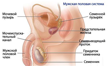Анатомія і фізіологія чоловічої репродуктивної системи