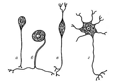 Типи нервових клітин