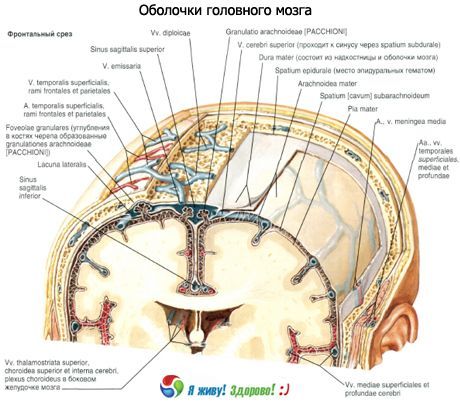 Оболонки головного мозку