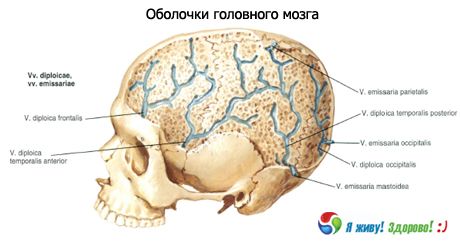 Оболонки головного мозку