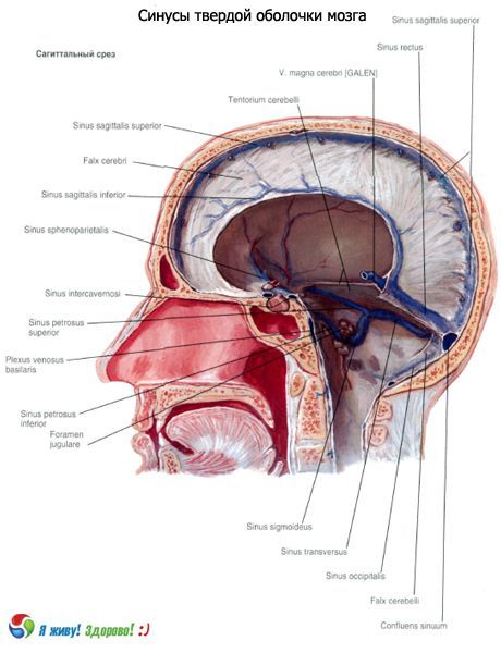Синуси (пазухи) твердої оболонки головного мозку