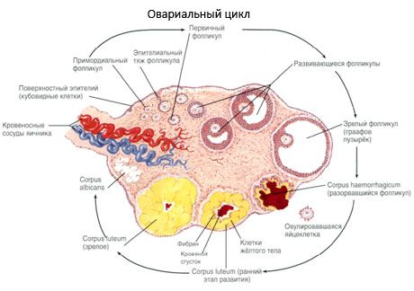 Овогенез.  Менструальний цикл