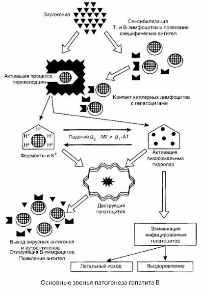 Схема патогенезу гепатиту В