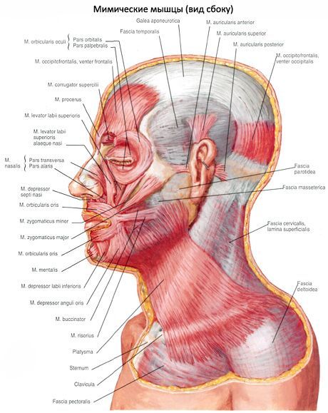 Підшкірний м'яз шиї (platysma)