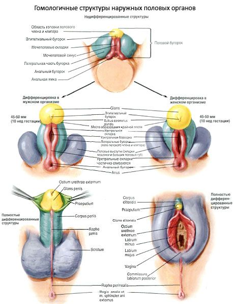 Гомологічні структури зовнішніх статевих органів