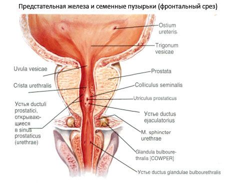 Простата (передміхурова залоза)