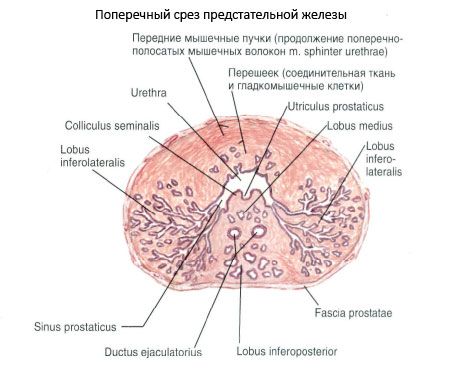Простата (передміхурова залоза)