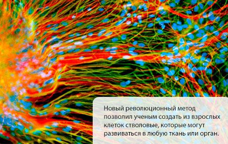 Створено стовбурові клітини, які розвиваються в будь-яку тканину або орган