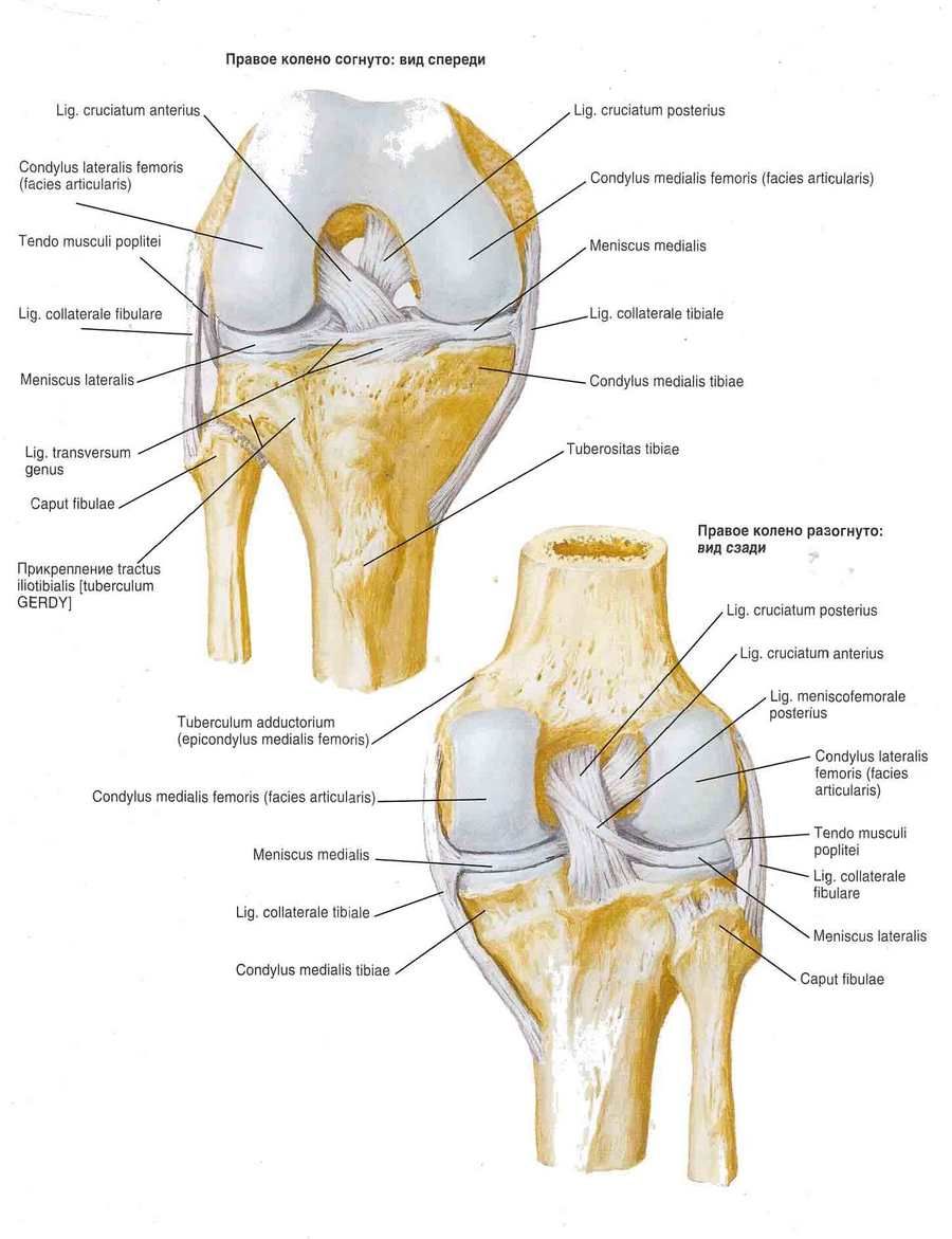 Зв'язки колінного суглоба