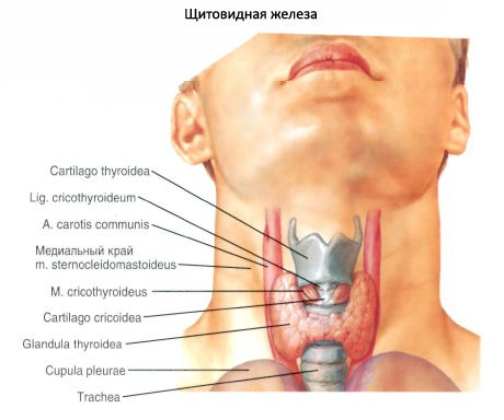 Щитовидна залоза (glandula thyroidea)