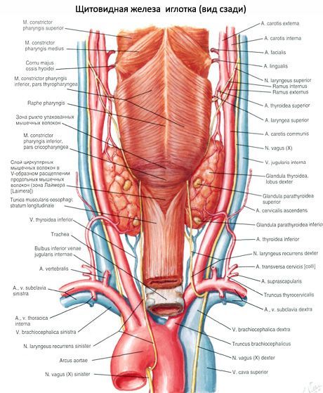 Щитовидна залоза (glandula thyroidea)