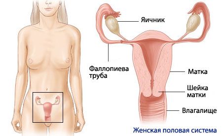 Анатомія і фізіологія жіночої репродуктивної системи